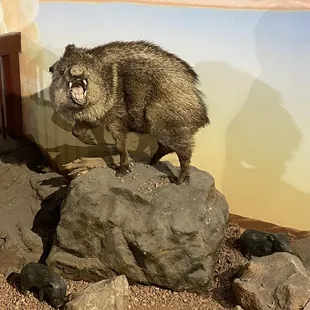 When I was a young wart hog!