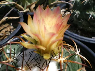 Arid Adaptations Nursery