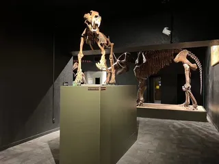 Arizona Museum of Natural History