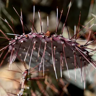 Long spiked Prickly Pear