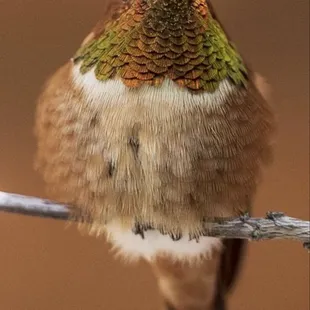 Arizona-Sonora Desert Museum