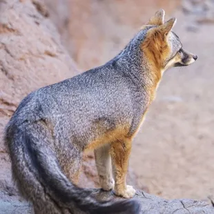 Arizona-Sonora Desert Museum