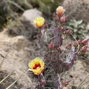 Prickly Pear blooms