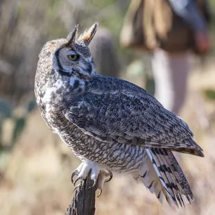 Great horned owl