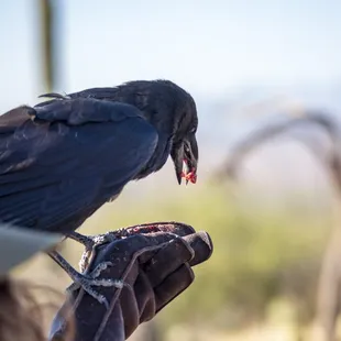 Chihuahuan raven