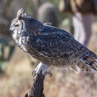 Great horned owl