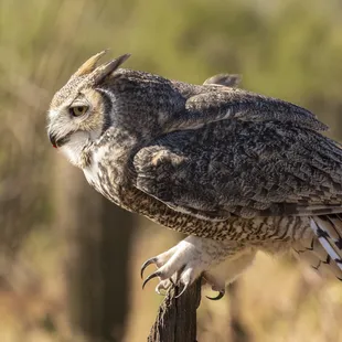 Great horned owl