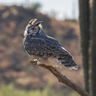 Great horned owl