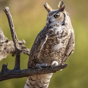 Great horned owl