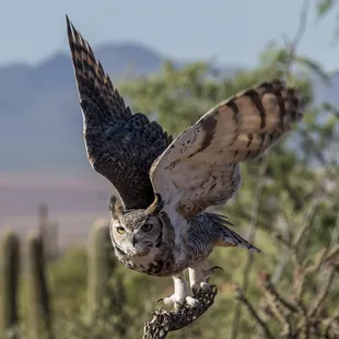 Great horned owl