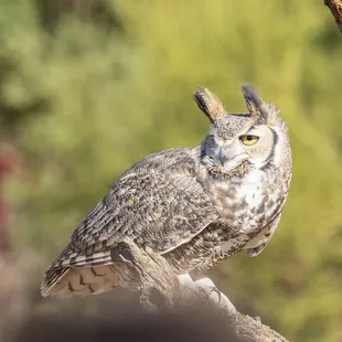 Great horned owl