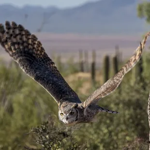 Great horned owl