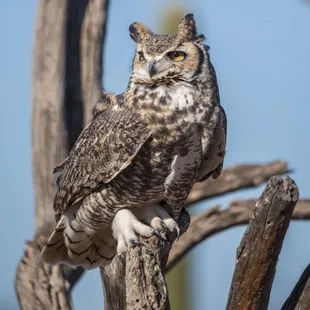 Great horned owl