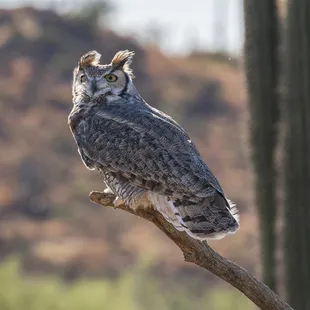 Great horned owl