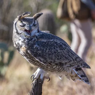 Great horned owl