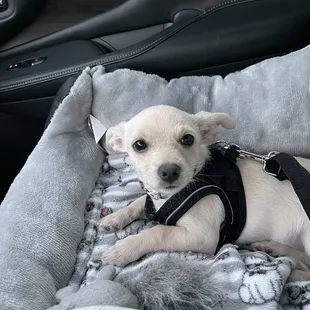 On our way to the big spay date!!