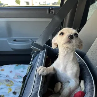 Baby Lola coming home from her spay date