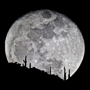 Moon rising over the Dove Mountains, captured through our telescope by holding a phone up to the eyepiece.