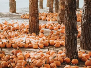 Mother Nature's Farm