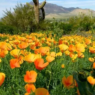 Natural beauty in abundance throughout the year. HINT: Have you experienced the summer monsoon season in the high desert? #Awesome!