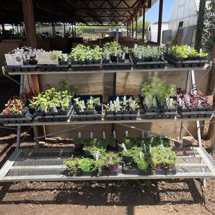 Summer Herbs &amp; summer flower starts