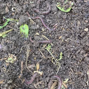 Worms which is multiplying in our soil