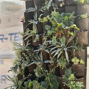 Plant Wall