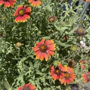 Indian blanket flower