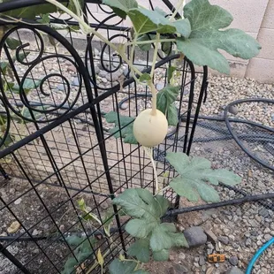 Melon that is growing from one of their starters