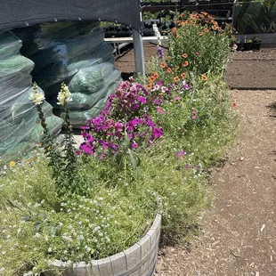 Arizona spring &amp; summer flowers