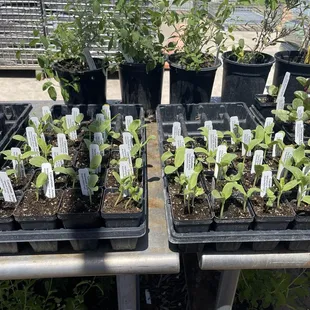 Armenian cucumbers also do well in Arizona summers