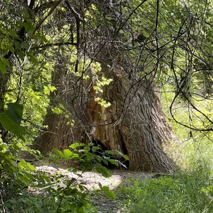 Arkansas Riverwalk Trail