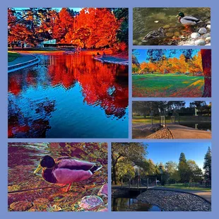 Montage of images from Arlington Park