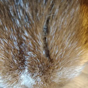 Bite mark from the other dog. We later found a puncture mark in the back of his head.