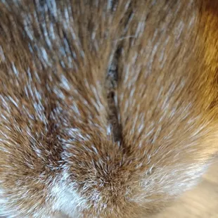 Bite mark from other dog on top of our dog&apos;s head. We later found a puncture wound in the back of his head.