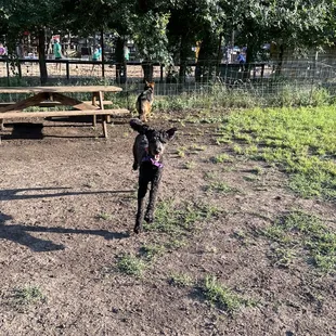 The dog run is perfect to let the pups run around.