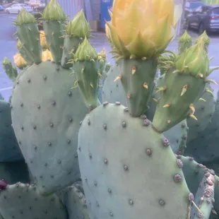 Beautiful plants outside!