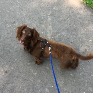 Hershey loves it here! Great place for dogs and they provide doggie bags just in case!