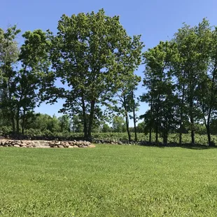 Lawn where they have concerts or to picnic on.