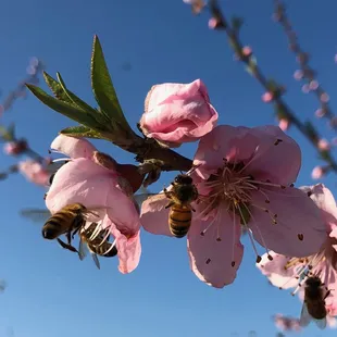 a bee on a pink flower