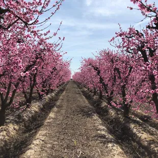 a row of peach trees in bloom