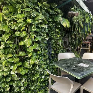 Plant wall!