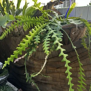Plants!