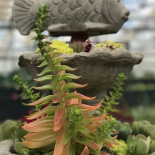 Loved this campfire succulent in believe it was called