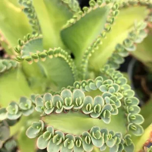 I was told the name of this one but forgot :(