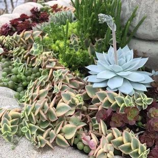 The succulent variety!