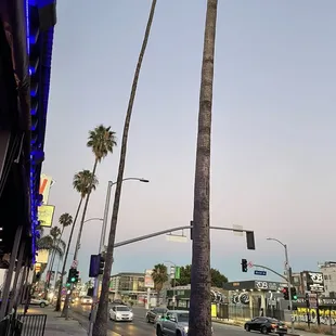 a view of a street with palm trees