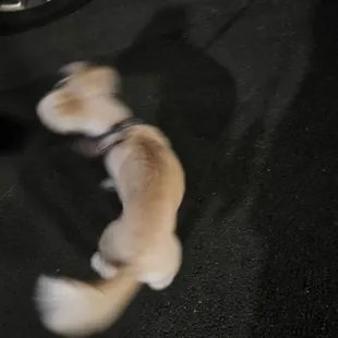 LOL!! We even took R Doggie Anela Bella (she was Spinning around, haha!) 2pick up R Pizza &amp; Caesars Salad 4our Dinner tonight; 1/7/2024.