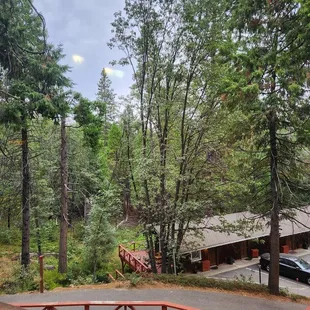 2024 Aug 23: a window to the forest