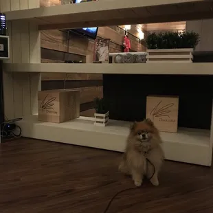 Pet Friendly 09/03/2018